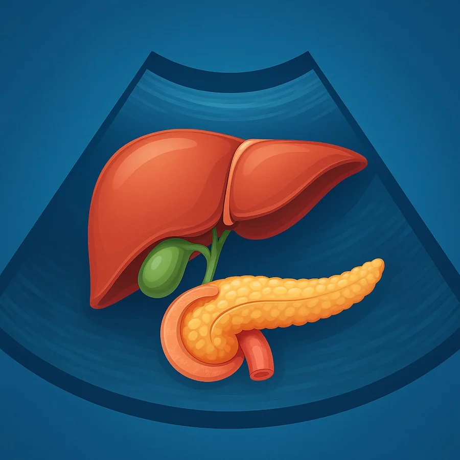 Illustrazione ecografia fegato e pancreas
